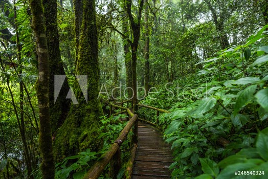 Bild på Wooden bridge walkway in to the rain forest